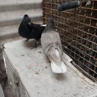 دوجفت جوجه دم سفید وپشتدار