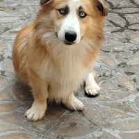 هاسکی پاکوتاه