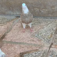 کبوتر
