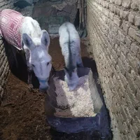 کره خر گله داری