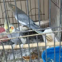 عروس هلندی جفت