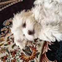 حیوان خانگی سگ|سگ|بم, |دیوار