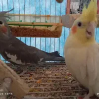 یک جفت عروس هلندی