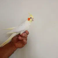 عروس هلندی لوتینو|پرنده|مبارکه, |دیوار