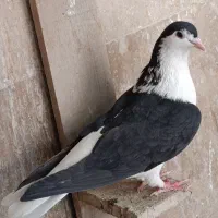 کبوتر|پرنده|اهواز, کیانشهر|دیوار