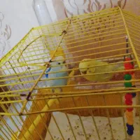 مرغ عشق