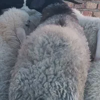 بره وبزغاله چاق و چله