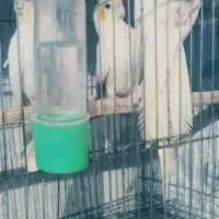 عروس هلندی جوجه تا بالغ|پرنده|چالوس, |دیوار