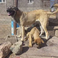 عراقی ماده 10ماه|سگ|زنجان, |دیوار