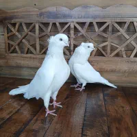 یک جفت کبوتر سفید مهر چشم پرتغالی کاکلی