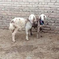 افشاری پلنگی|حیوانات مزرعه|دورود, |دیوار