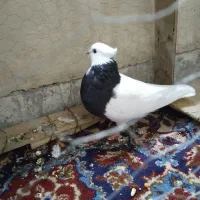 طوقی|پرنده|دره شهر, |دیوار