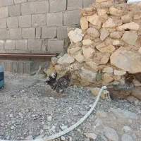 مرغ گلین ریشی