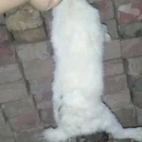 خرگوش نر