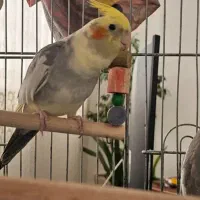 طوطی عروس هلندی رام و مولد|پرنده|ایلام, |دیوار