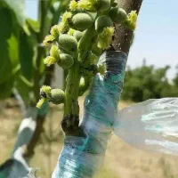 فروش انواع نهال های ایرانیوخارجی در نهالستان غرب|خدمات باغبانی و درختکاری|دماوند, گیلاوند|دیوار