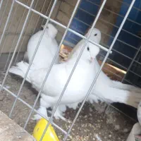 کبوتر وقفس|پرنده|حمیدیا, |دیوار