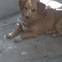 واگذاری سگ پامر نر