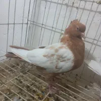 کبوتر سینه|پرنده|فسا, |دیوار