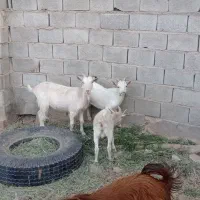 بز سانن به همراه دو بزغاله نر|حیوانات مزرعه|طبس, |دیوار