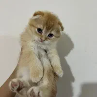 واگذاری بچه گربه اسکاتیش