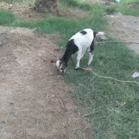 یک عدد کهره ماده چاق و سرحال|حیوانات مزرعه|میناب, |دیوار