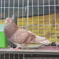 نر پیس|پرنده|فولادشهر, سایت صنعتی کاوه|دیوار