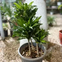 گلخانه شهر سبز|گل و گیاه طبیعی|کازرون, |دیوار