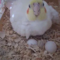 عروس هلندی سالم وتخم گذار رام شده