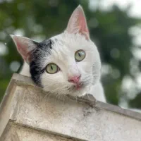 گربه گمشده