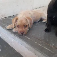 پاکوتاه اشپیتز دوماهه|سگ|گرگان, |دیوار