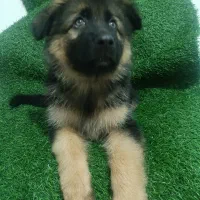 توله ژرمن شپرد شولاین به صورت چکی