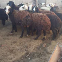 گوسفند|حیوانات مزرعه|هشتگرد, تهران دشت|دیوار