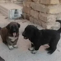 واگذاری ی جفت شا توله سگ قدریجونی نر وحش