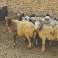 میش یا گوسفند داشتی