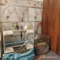 فروش عروس هلندی و مرغ عشق