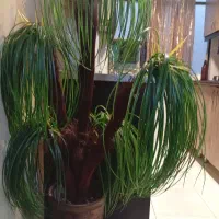 گل مصنوعی آپارتمانی