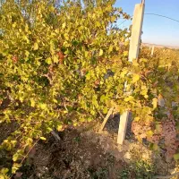 فروش فوری باغ در روستای آغجه اوبه شهرستان عجبشیر|فروش زمین و ملک کلنگی|عجب شیر, |دیوار