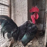 خروس سیاه گردن لیت