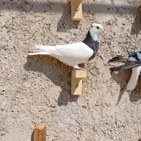 ماده سینه سیاه و طوقی|پرنده|مرودشت, پشت سایپا|دیوار