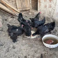 مرغ و خروس