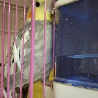 عروس هلندی سخنگو نر