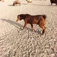 فروش چبش بذری