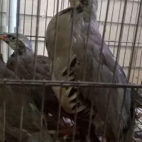 حیوان خانگی