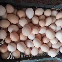 فروش تخم اردک