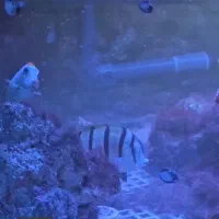 ماهی آب شور ابشور