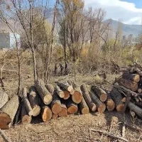 خرید چوب های خشک وتر|خدمات باغبانی و درختکاری|فلاورجان, |دیوار