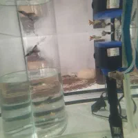 ماهی گوپی وارداتی|ماهی|شیراز, ماه فیروزان|دیوار