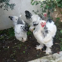 فروش چند جفت برهما لایت در بندرانزلی|حیوانات مزرعه|رشت, سعدی (تختی)|دیوار