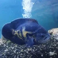 ماهی اسکار سایز بزرگ و لوچ دلقک